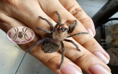 albiceps female tarantula